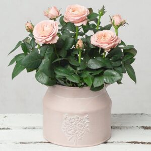 Pink Rose in Milk Churn Pot