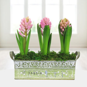 Fragrant Hyacinths