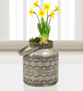 Mum's Daffodils