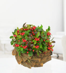 Rustic Red Berry Display