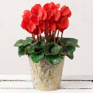 Red Cyclamen in White Gold Pot