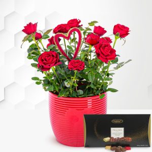 Luxury Rose Plant & Chocolates