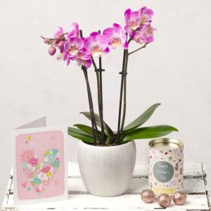 Mini Phalaenopsis Mother's Day Gift