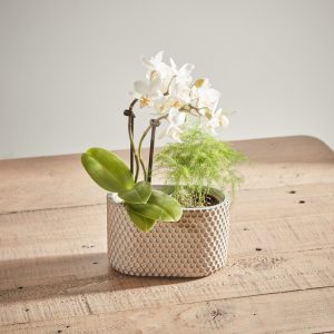 White Orchid and Asparagus fern duo