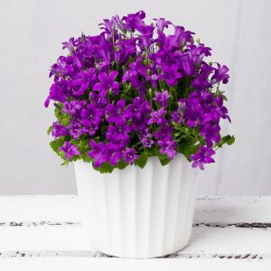 Cottage Campanula