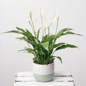 Peace Lily in Stoneware Pot