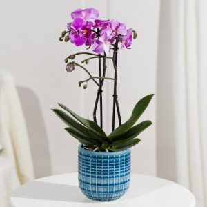 Phalaenopsis Orchid in Ceramic Pot