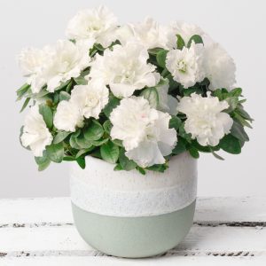 White Azalea in Green stoneware