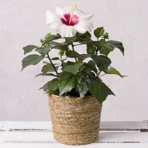 Hibiscus in Seagrass Pot