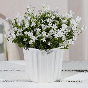 White Campanula in Ceramic Pot