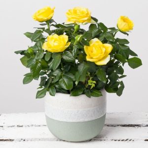 Yellow Rose in Green Stoneware Pot
