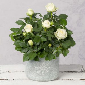 White Christmas Rose