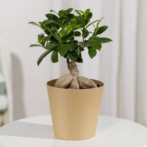 Ficus Ginseng Bonsai Plant