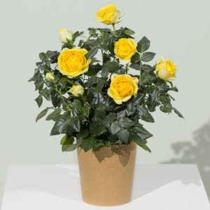 Yellow Rose Plant