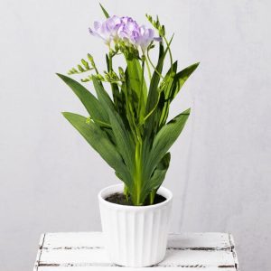 Freesia Plant in Ceramic Pot