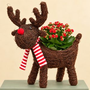 Rudolph Red Rose Planter